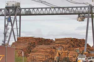 Gantry cranes for handling log, timber in wood processing industry 